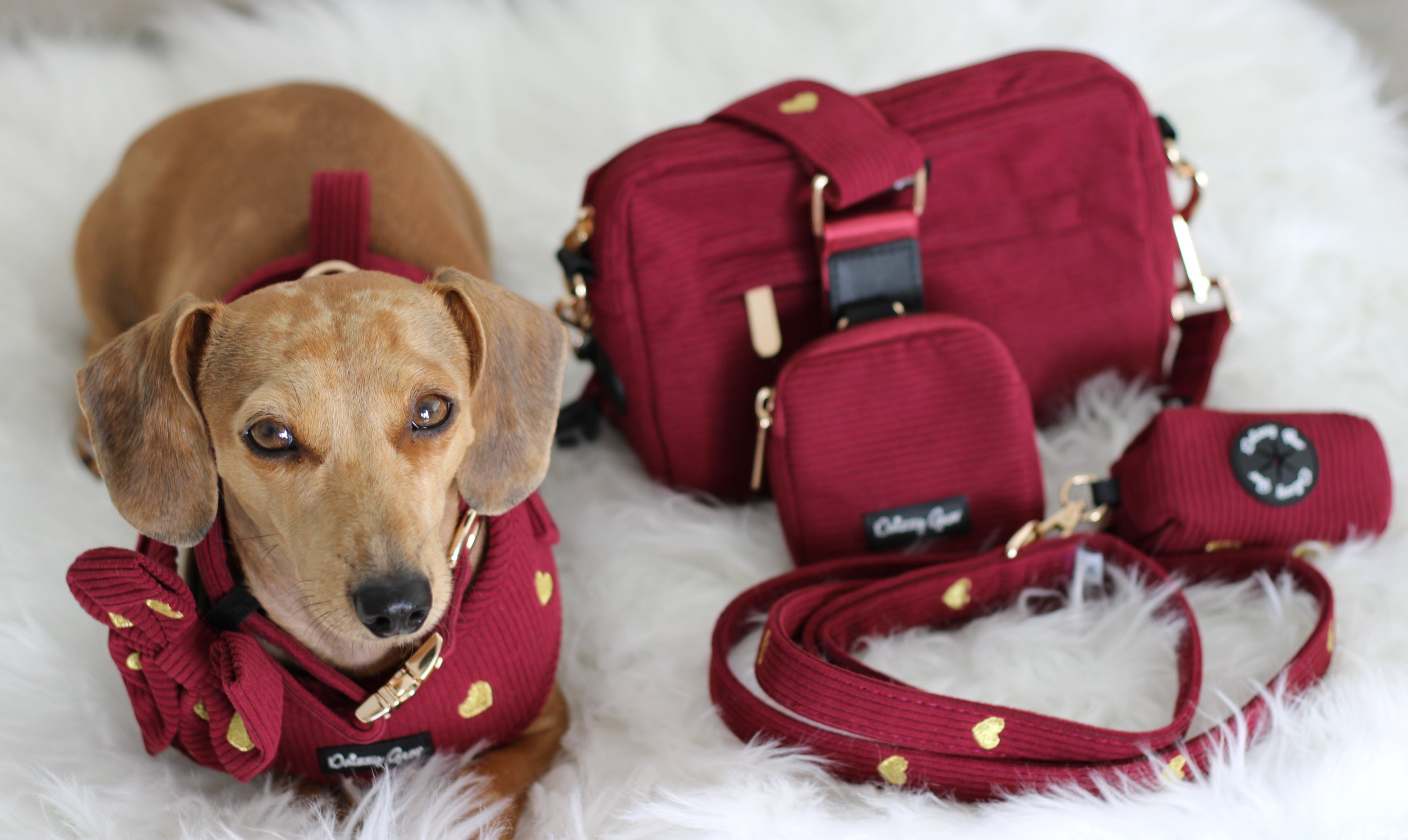a cute pup wearing the fur ever matching se t with the matching walking bag