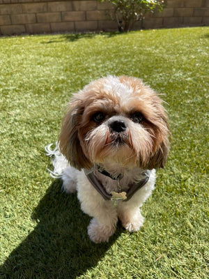 Gray Step-In No-Pull Mesh Dog Harness for small dogs and cats - Daizzy Gear - Stylish Accessories for Dogs