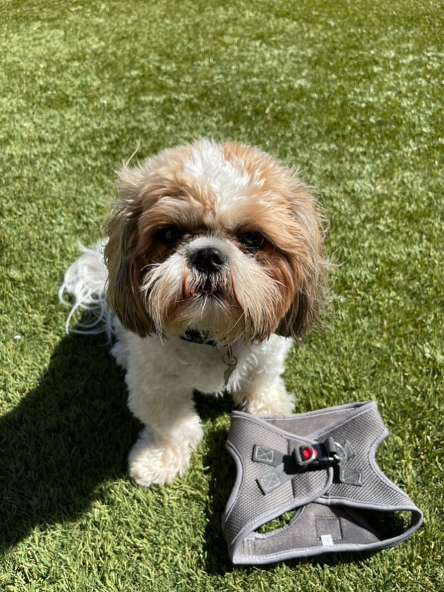 Gray Step-In No-Pull Mesh Dog Harness for small dogs and cats - Daizzy Gear - Stylish Accessories for Dogs