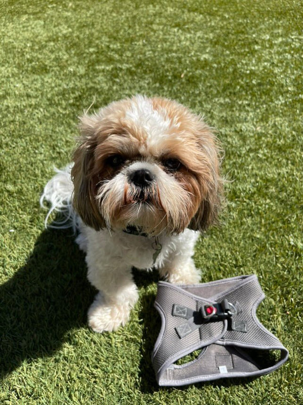 Gray Step-In No-Pull Mesh Dog Harness for small dogs and cats - Daizzy Gear - Stylish Accessories for Dogs