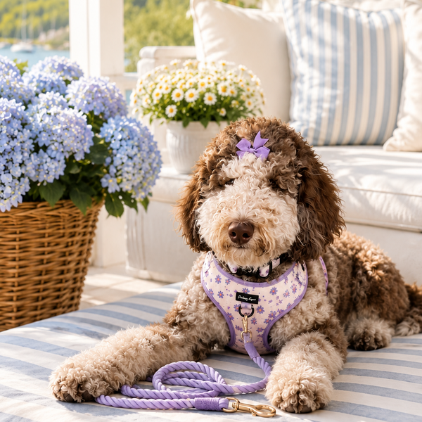 Dog sitting on a striped blanket with flowers and a couch in the background
