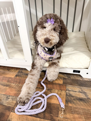 Purple Daisy Dreams Dog Walking Matching Set with Rope Leash