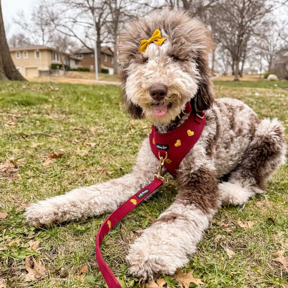 Red pet harness, collar, bow tie, and pouch with gold heart patterns on a white background.