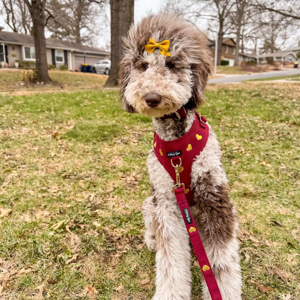 Dog wearing a red harness with yellow accents in a park setting