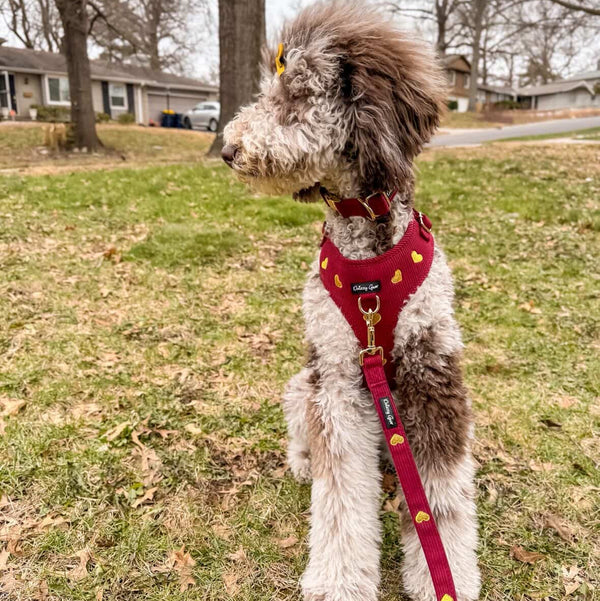 Dog wearing a red harness with heart patterns standing on grass