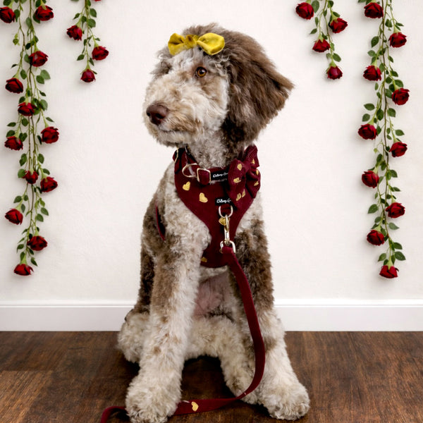 Burgundy Fur Ever Love Mom & Pup Matching Bundle