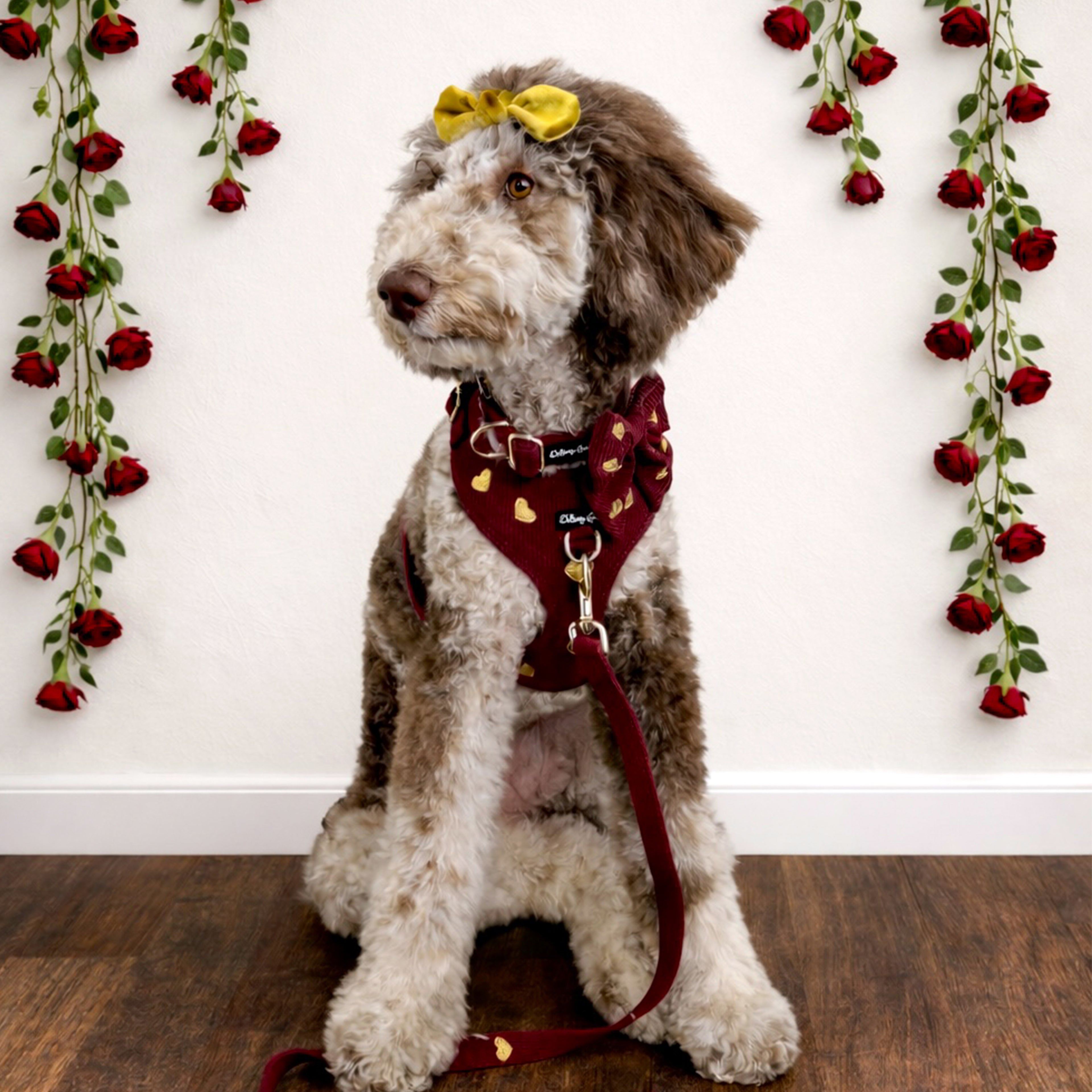 Dog wearing a red harness with floral patterns, sitting on a wooden floor with decorative rose garlands on the wall.