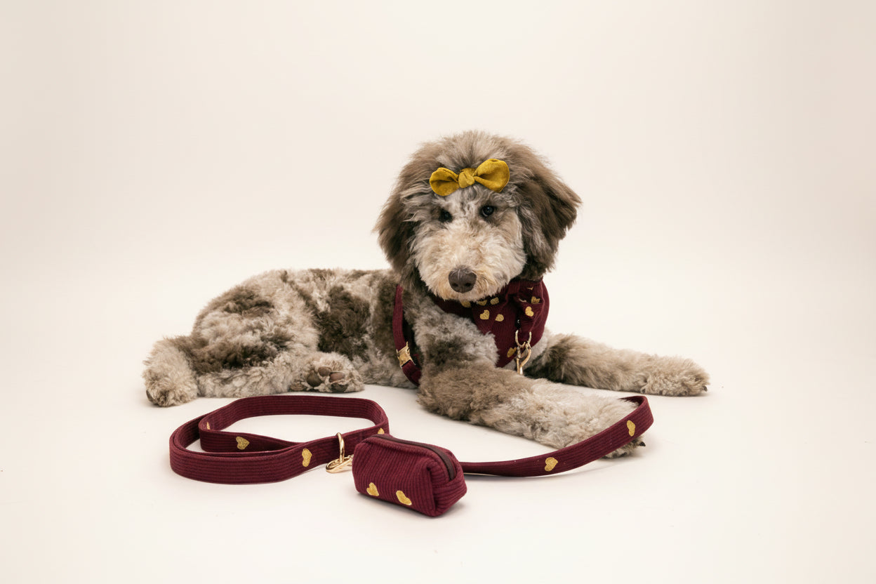 Dog wearing a red sweater with gold hearts and a yellow bow, lying on a wooden floor with rose decorations in the background.