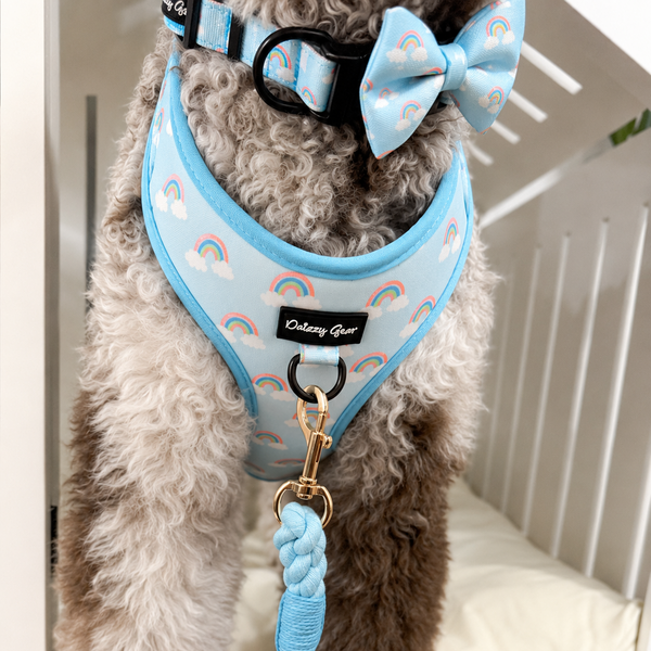 Dog wearing a blue harness and leash with rainbow patterns, standing indoors.