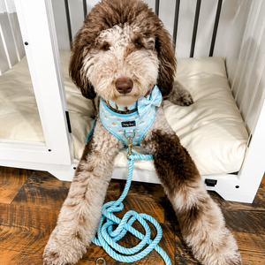 Dog wearing a blue harness and leash sitting on a wooden floor with a white crib in the background.