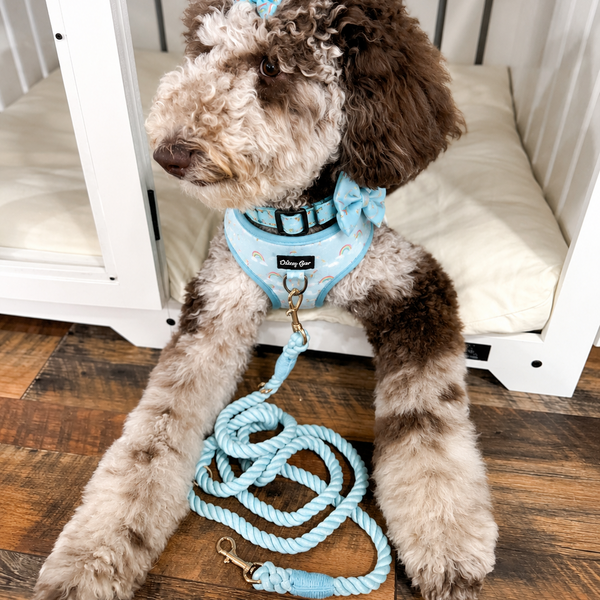 Dog wearing a light blue harness and leash sitting on a wooden floor.
