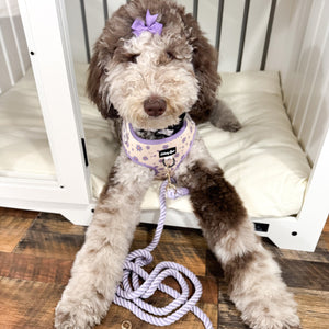 Daisy Dreams Mom & Pup Matching Bundle