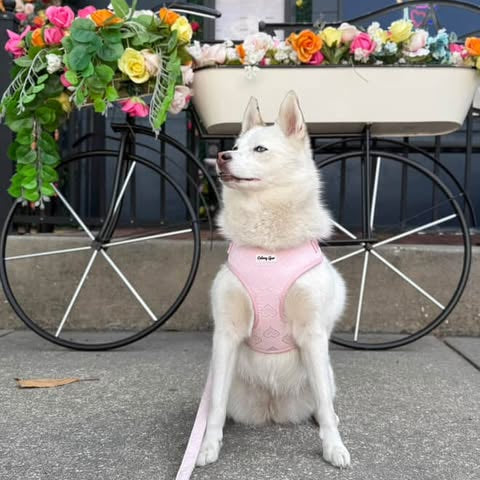 Dog in a pink harness sitting in front of a decorative bicycle with flowers.