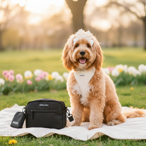 a cute dog wearing the cream petite collection and a matching bag 