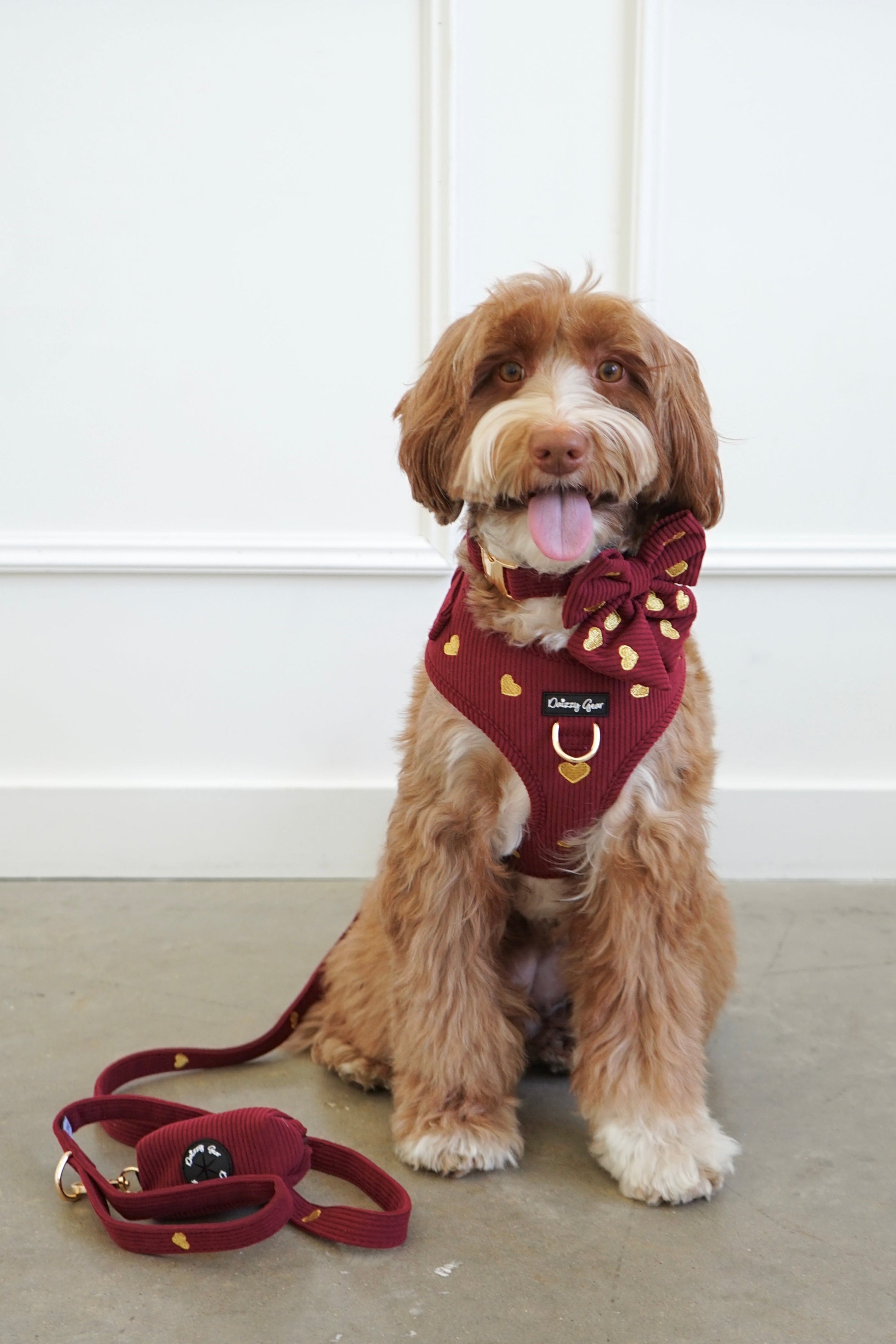 Dog wearing a red harness and leash sitting on a light-colored floor against a white wall.