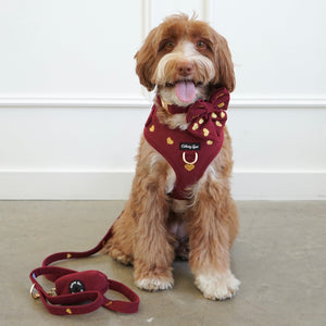 Dog wearing a red harness and leash sitting on a light-colored floor against a white wall.