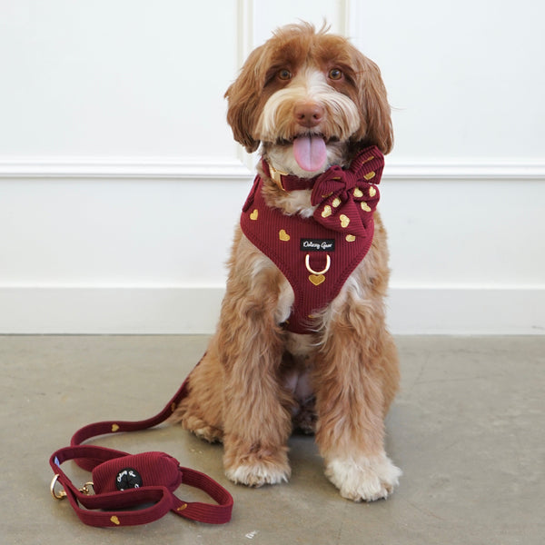 Dog wearing a red harness and leash sitting on a light-colored floor against a white wall.