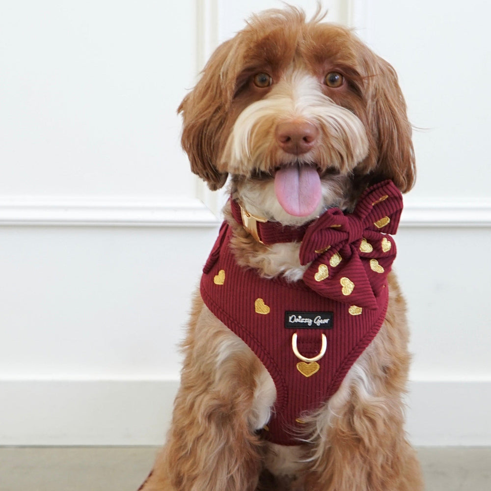 Red pet harness, collar, bow tie, and pouch with gold heart patterns on a white background.