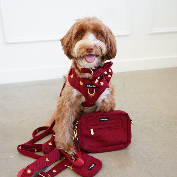 a cute dog wearing the fur ever love bundle
