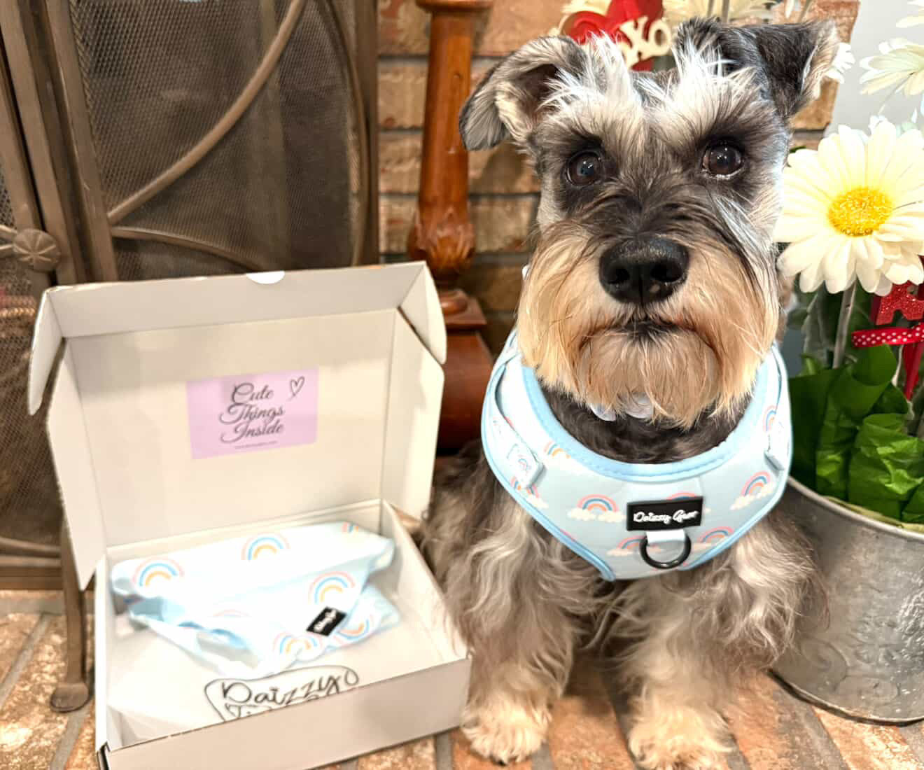 Rainbow Bliss 4-Piece Dog Matching Set | Daizzy Gear