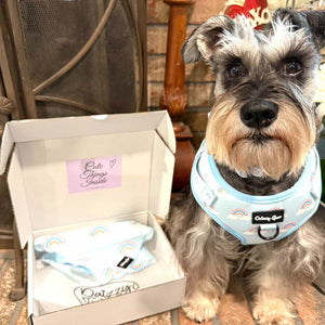 Small dog wearing a light blue harness with a box labeled 'Kozy Pup' in the background.
