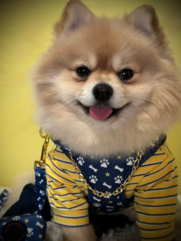 Blue Paws & Bones Dog Harness Matching Walking Set - Daizzy Gear - Stylish Accessories for Dogs