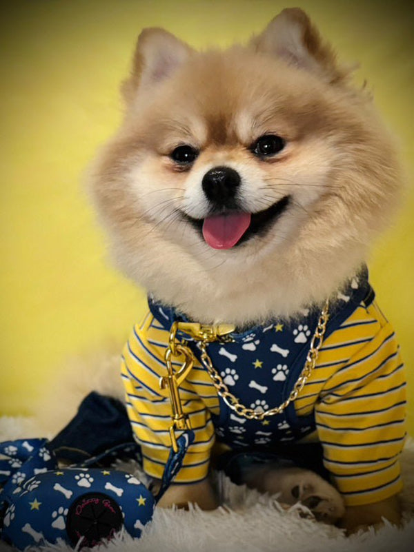 Blue Paws & Bones Dog Harness Matching Walking Set - Daizzy Gear - Stylish Accessories for Dogs