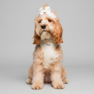 Petite Amour Cream Dog Harness Matching Walking Set - Daizzy Gear - Stylish Accessories for Dogs