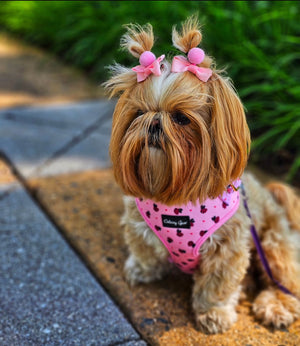 Pink Bees Dog Harness Matching Walking Set