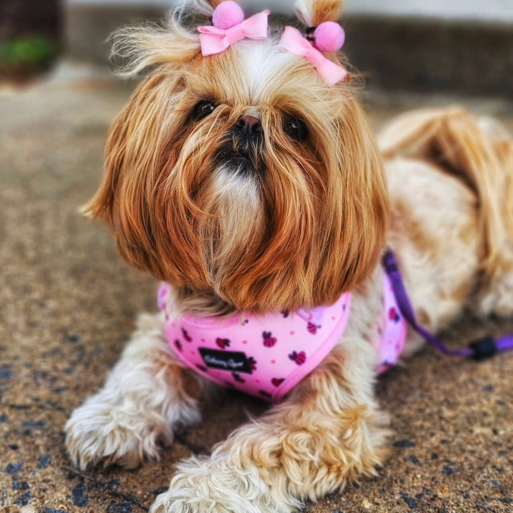 Pink Sweet Bumblebees Deluxe Dog Matching Set