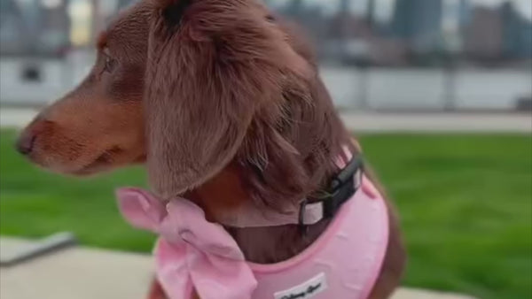 a cute dog wearing the pink petite amour collection by daizzy gear