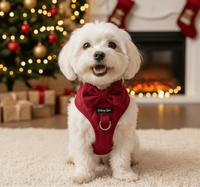 Pup Wishes Red Velvet Dog Walking Matching Harness Set- Christmas Edition - Daizzy Gear - Stylish Accessories for Dogs