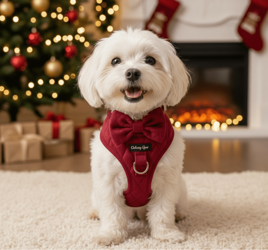 Pup Wishes Red Velvet Dog Walking Matching Harness Set- Christmas Edition - Daizzy Gear - Stylish Accessories for Dogs