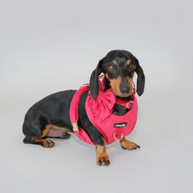Pup Wishes Red Velvet Dog Walking Matching Harness Set- Christmas Edition - Daizzy Gear - Stylish Accessories for Dogs