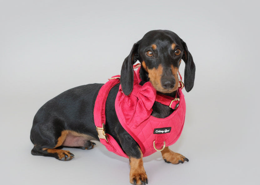 Pup Wishes Red Velvet Dog Walking Matching Harness Set- Christmas Edition - Daizzy Gear - Stylish Accessories for Dogs