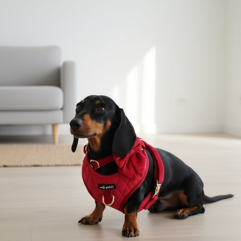 Pup Wishes Red Velvet Dog Walking Matching Harness Set- Christmas Edition - Daizzy Gear - Stylish Accessories for Dogs