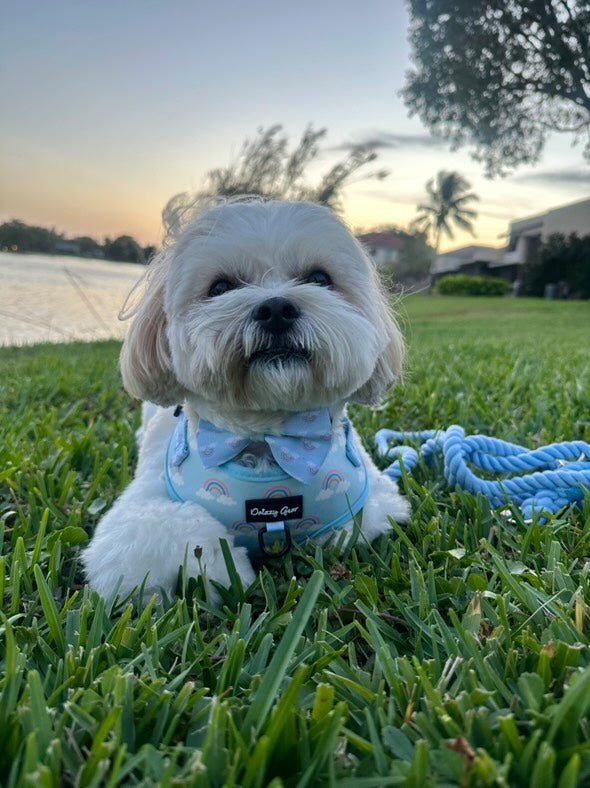 Dog Harness Matching Walking Set | Daizzy Gear