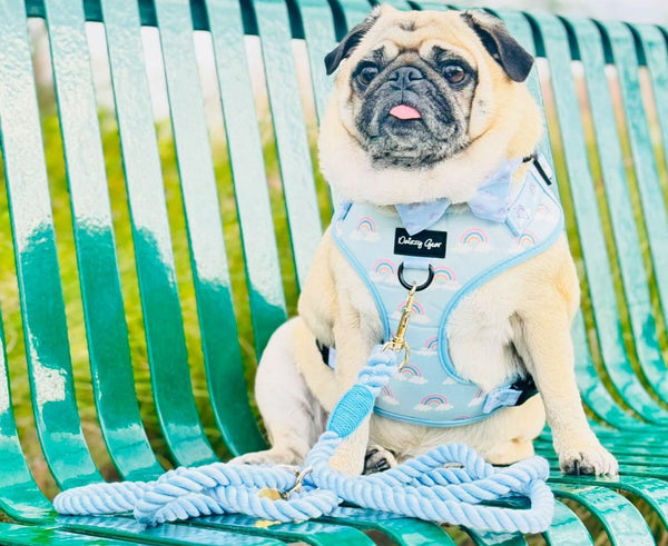 Rainbow Bliss Dog Harness Matching Walking Set - Daizzy Gear - Stylish Accessories for Dogs