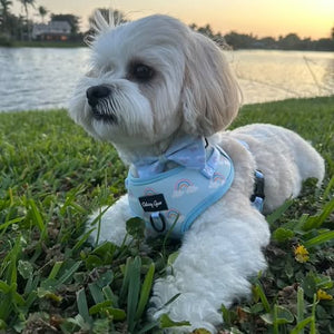 Small white dog wearing a harness with a sunset and lake in the background