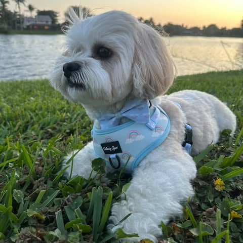 Small white dog wearing a harness with a sunset and lake in the background