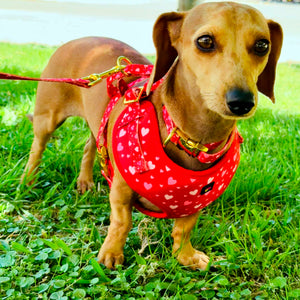 Love You More Dog Walking Matching Set