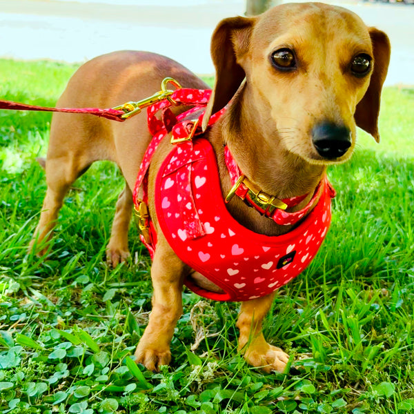 Love You More Dog Walking Matching Set