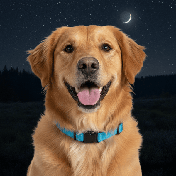 Blue Reflective Dog Collar and Leash Set with Poop Bag Holder - Daizzy Gear - Stylish Accessories for Dogs