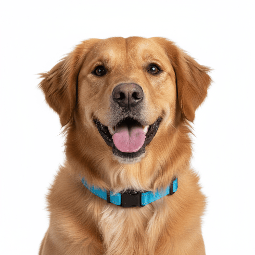 Blue Reflective Dog Collar and Leash Set with Poop Bag Holder - Daizzy Gear - Stylish Accessories for Dogs