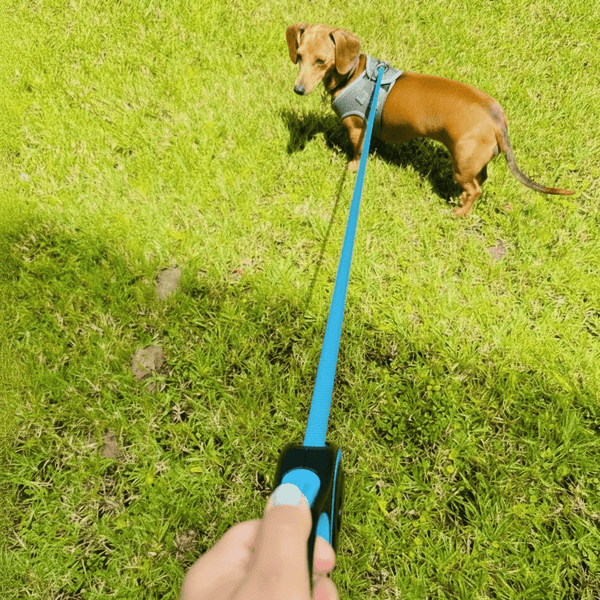 Retractable Blue Dog Walking Leash - Daizzy Gear - Stylish Accessories for Dogs