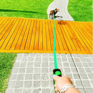Green Retractable Dog Walking Leash (Up to 44 lbs) - Daizzy Gear - Stylish Accessories for Dogs
