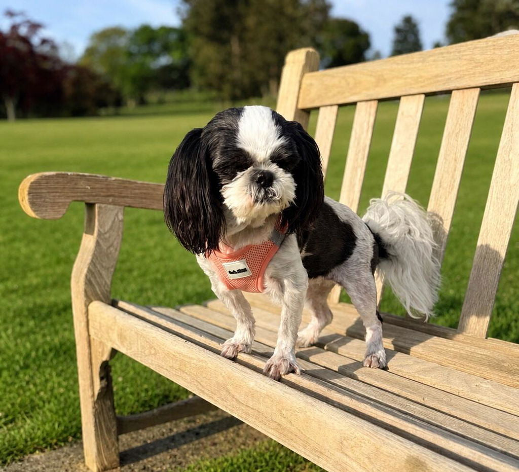 A small black and white dog wearing a pink harness stands on a wooden park bench with a green lawn in the background.