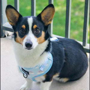 Tri-color dog wearing a blue harness sitting on a concrete surface with a blurred green background.