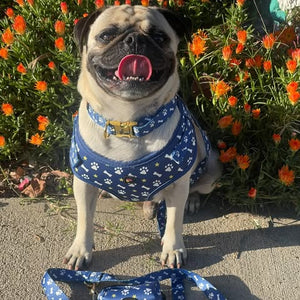 Pug wearing a blue harness and leash with paw prints, standing on a concrete surface with flowers in the background.