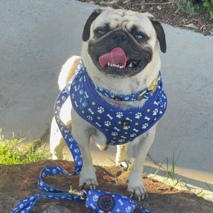 Pug dog wearing a blue harness and leash on a rock